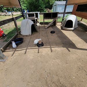 Animal Adventures MA 7/22 - Rabbits