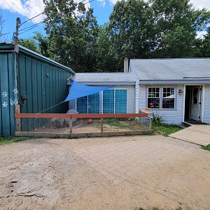 Animal Adventures MA 7/22 - Pig, Entrance