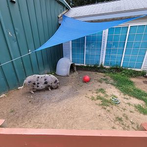 Animal Adventures MA 7/22 - Pig