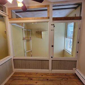 Animal Adventures MA 7/22 - Green monkey (signed as vervet)