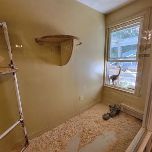 Animal Adventures MA 7/22 - Green monkey (signed as vervet)