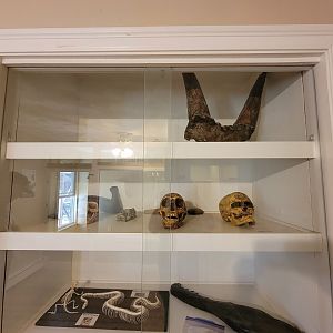 Animal Adventures MA 7/22 - Random bones in green monkey room