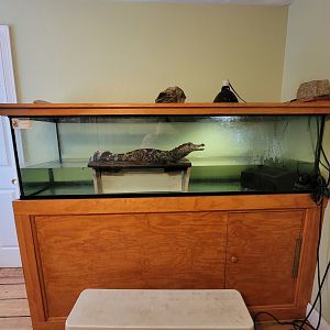 Animal Adventures MA 7/22 - Unspecified caiman