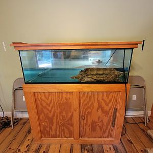 Animal Adventures MA 7/22 - Snapping turtle
