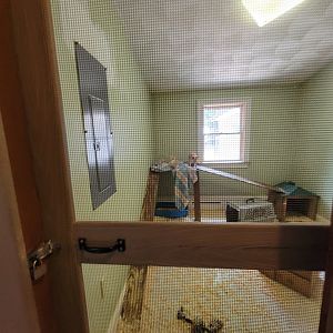 Animal Adventures MA 7/22 - Pale fox, fennec foxes