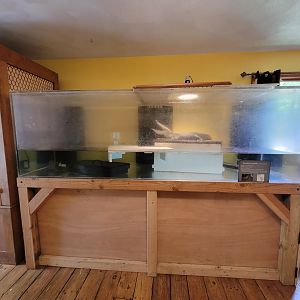 Animal Adventures MA 7/22 - Morelet's crocodile