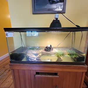 Animal Adventures MA 7/22 - Reeve's turtle