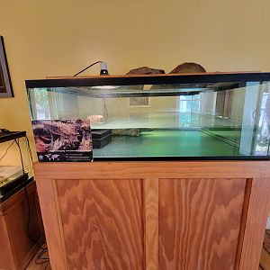 Animal Adventures MA 7/22 - Another snapping turtle