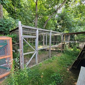 Animal Adventures MA 7/22 - Outdoor serval area