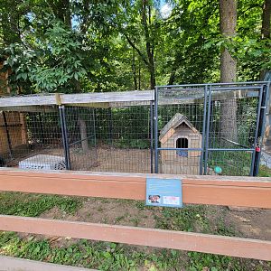 Animal Adventures MA 7/22 - Red fox