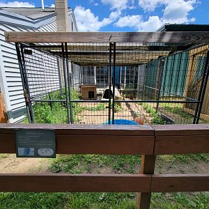 Animal Adventures MA 7/22 - Arctic fox