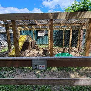 Animal Adventures MA 7/22 - Red fox ("pearl" morph)