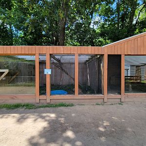 Animal Adventures MA 7/22 - Bobcat