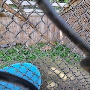 Animal Adventures MA 7/22 - Bobcat