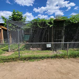 Animal Adventures MA 7/22 - Siberian lynx cross