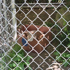 Animal Adventures MA 7/22 - Siberian lynx cross