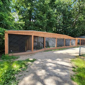 Animal Adventures MA 7/22 - Carpathian lynx