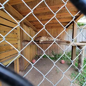 Animal Adventures MA 7/22 - Carpathian lynx