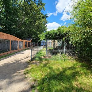 Animal Adventures MA 7/22 - Lynxes