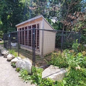 Animal Adventures MA 7/22 - Striped skunks