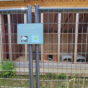 Animal Adventures MA 7/22 - Striped skunks