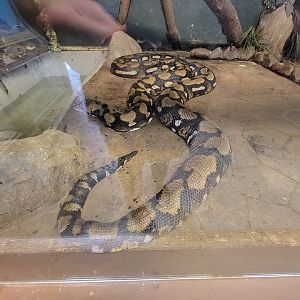 Animal Adventures MA 7/22 - Reticulated python