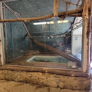 Animal Adventures MA 7/22 - Asian water monitor