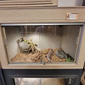 Animal Adventures MA 7/22 - Blue-tongued skink