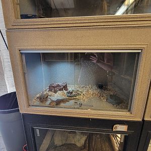 Animal Adventures MA 7/22 - Unsigned bearded dragons