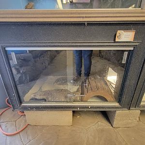 Animal Adventures MA 7/22 - Savannah monitors