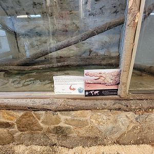 Animal Adventures MA 7/22 - West African crocodile
