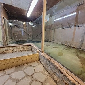 Animal Adventures MA 7/22 - American alligators