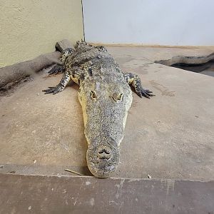 Animal Adventures MA 7/22 - Nile crocodile
