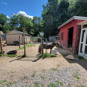 Animal Adventures MA 7/22 - Farmyard