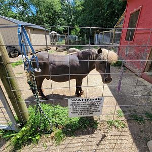 Animal Adventures MA 7/22 - Pony