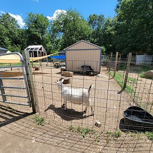 Animal Adventures MA 7/22 - Goats