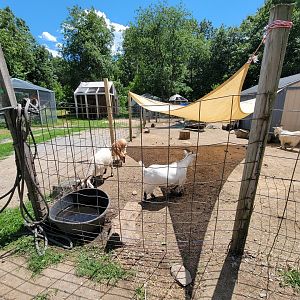 Animal Adventures MA 7/22 - Goats