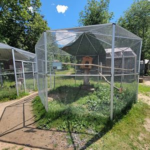 Animal Adventures MA 7/22 - Eurasian Eagle-Owl