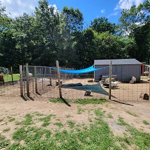 Animal Adventures MA 7/22 - Domestics