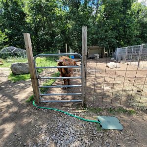 Animal Adventures MA 7/22 - Cattle