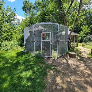 Animal Adventures MA 7/22 - Red-tailed hawk