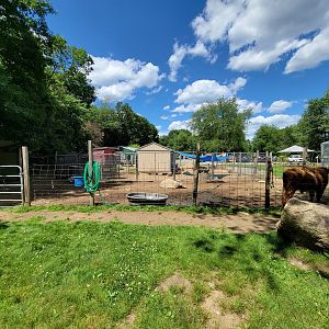 Animal Adventures MA 7/22 - Cattle