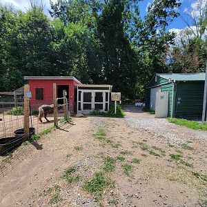 Animal Adventures MA 7/22 - Walking back to building, domestics on left, giant reptiles building on right