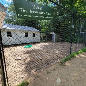 Animal Adventures MA 7/22 - Emu yard, with fennec fox in window