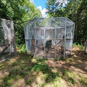 Animal Adventures MA 7/22 - Black and turkey vultures