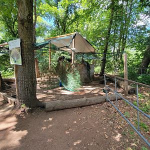 Animal Adventures MA 7/22 - Indian peafowl