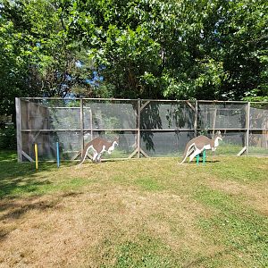 Animal Adventures MA 7/22 - Empty and unsigned yard, for wallabies?