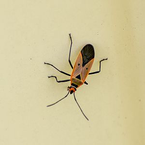 Pale Cotton Stainer, Dysdercus sidae