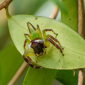 Green Jumping Spider, Mopsus mormon