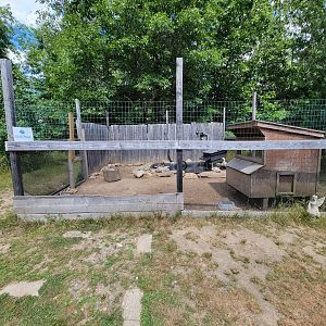 Animal Adventures MA 7/22 - Unsigned turtles and ducks